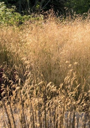 DESCHAMPSIA cespitosa Bronzeschleier